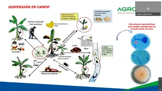 Agrosolution parte II: Fusarium R4T Raza 4 tropical