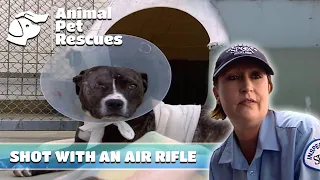 Emergency Surgery: Dog with Serious Eye Injury | Full Episode | Animal Pet Rescues