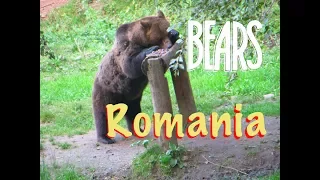 Romanian BEAR in Brașov, Transylvania