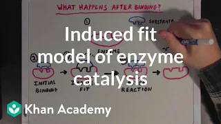Induced fit model of enzyme catalysis | Chemical Processes | MCAT | Khan Academy