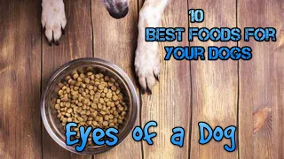 10 best foods for your dog