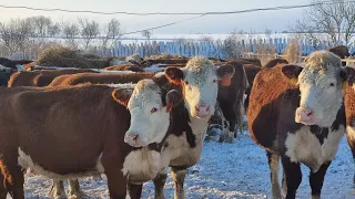 Готовимся принимать отелы у наших стельных коров. Ставим Животных в Отдельный Зимний загон...