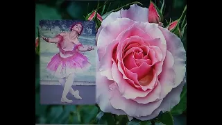 Роза Пахельбель Канон - хореограф и балерина - Маргарита Андреева
