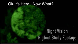 Night Vision Footage Of Florida Skunk Ape