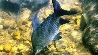 Peixes do Velho Chico