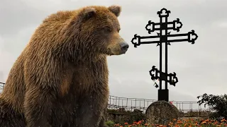 Медведь истошно РЕВЕЛ, сидя на могиле хозяина. Он пришел проститься со своим человеком