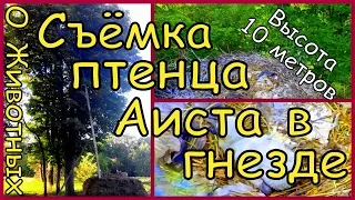 Как Проходила Съёмка в Гнезде Аиста. Операция "Птенец"