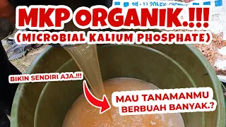 MAU TANAMANMU BERBUAH BANYAK? TUTORIAL MEMBUAT PUPUK ORGANIK CAIR MKP ORGANIK FASE GENERATIF.