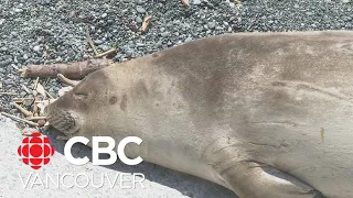 Emerson the elephant seal finds his way back to Victoria