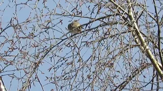 Певчий дрозд поет. Вид сзади ). The song thrush is singing. Back view )