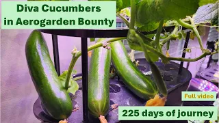 [Full] Diva Cucumber in Aerogarden Bounty - Huge drama & lots of learnings