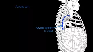 Intercostal veins