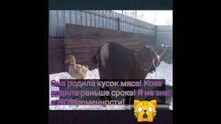 Она родила кусок мяса! Коза родила раньше срока! Я не знал о её беременности!