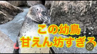 甘えん坊フンボルトペンギンの展示場デビュー！