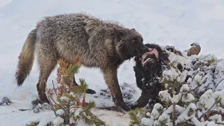 Wildlife Cameraman Showreel 4K  | Wildlife in 4K | Inspire Wild Media