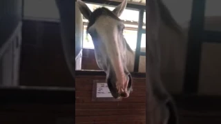 Horse eating a snow cone