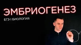 Эмбриогенез | ЕГЭ Биология | Даниил Дарвин