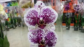новая встреча с орхидеями