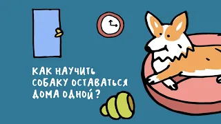 Как научить собаку оставаться дома одной?