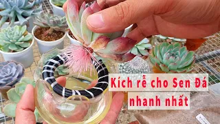 HƯỚNG DẪN KÍCH RỄ CHO SEN ĐÁ CHI TIẾT NHẤT