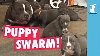 Puppies Swarm Big Brother, So Funny