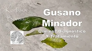 Gusano Minador. Qué es? Diagnóstico y Tratamiento.