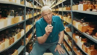 Sir David Attenborough on Museum Collections - 360