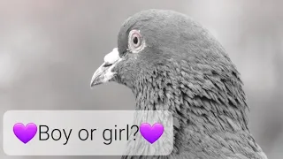 How to determine your pigeons gender