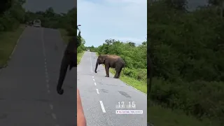 Huge Wild elephant l Sri Lanka #shorts