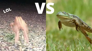 Toads Can’t Jump Like Frogs - Here is Why