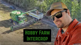 Hobby Farm Harvest! Oats and Peas Intercrop