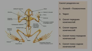 13. Класс Земноводные (экспресс Зоология) подготовка к ОГЭ и ЕГЭ Биология