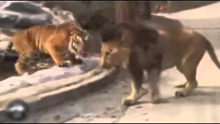 Lion vs Tiger Real Fight 2016 | Lion vs Tiger Best Attack Compilations HD