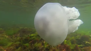 Большая и опасная Черноморская медуза - Корнерот. Large and dangerous Black Sea jellyfish.