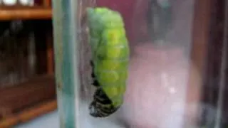 Black Swallowtail caterpillar turns into chrysalis