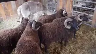 Sheep Shearing at Black Sheep Hill Farm