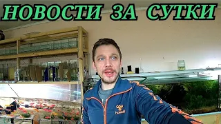 Новости за сутки и стаю Данио на нерест