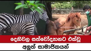 දෙහිවල සත්වෝද්‍යානට එක්වූ අලුත් සාමාජිකයන්