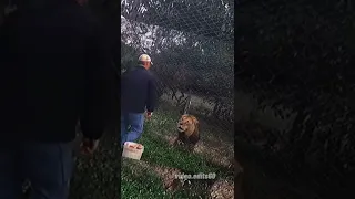 He want something else💀#videoedits60 #animals #lion