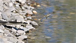 Little frogs try to escape from a grass snake / Kleine Frösche versuchen einer Schlange zu entkommen