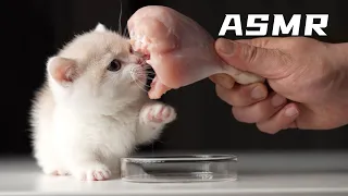 Kitten eating chicken drumstick ASMR