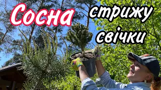 Стрижка СВІЧОК в сосни.КОЛИ МОЖНА?