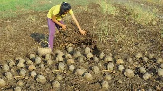 Fishing season 2021 - the water recedes In the field - A lot of Catch Snail To be for life