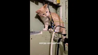 Очень умный кот🤣😂🤣🤣