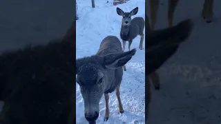 #snowreport on the mountain-  #deer & #goats  very WINDY  15F WIND +50 COLD 8:30am