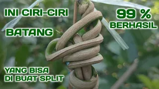 CIRI CIRI BATANG YANG BISA DI BUAT SPLIT TRUNK