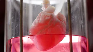 Are Lab-Grown Hearts the Key to Long Life? | Secrets of the Human Body | BBC Earth Science