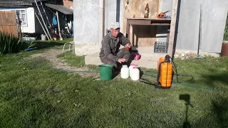 Один в деревне! Секрет хорошего урожая клубники. Подкормка парным молоком. Расскажу и покажу)