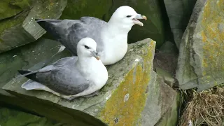 Northern Fulmar (Fulmarus glacialis ssp. auduboni) colony of light morphs in the Shetland Isles