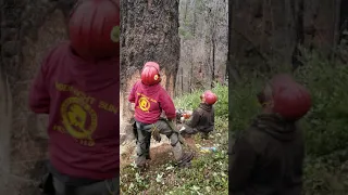 The art of Felling Timber double cutting class